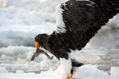 Stellers-sea-eagle-2758